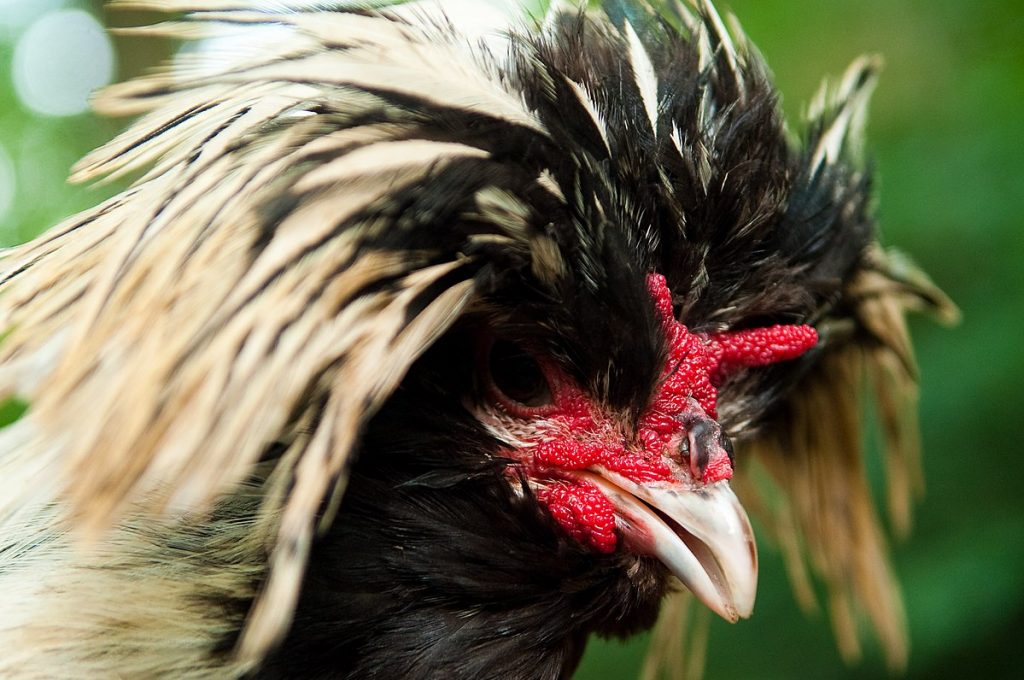 Üreticilerin yeni gözdesi ‘Rahibe fizan’ tavuğuna yoğun ilgi! En ucuzu 1000 TL’den alıcı buluyor