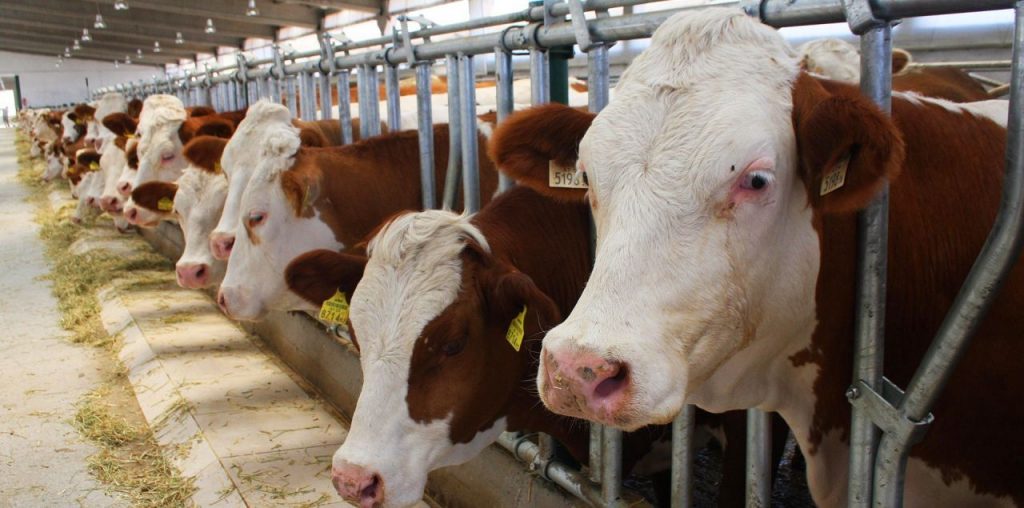 Diyarbakır’da ikinci “çiftlik bank” vakası: 20 milyon TL’lik vurgun!