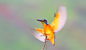 184 kuş türüne ev sahipliği yapan Dünya Mirası bir bahçe: HEVSEL