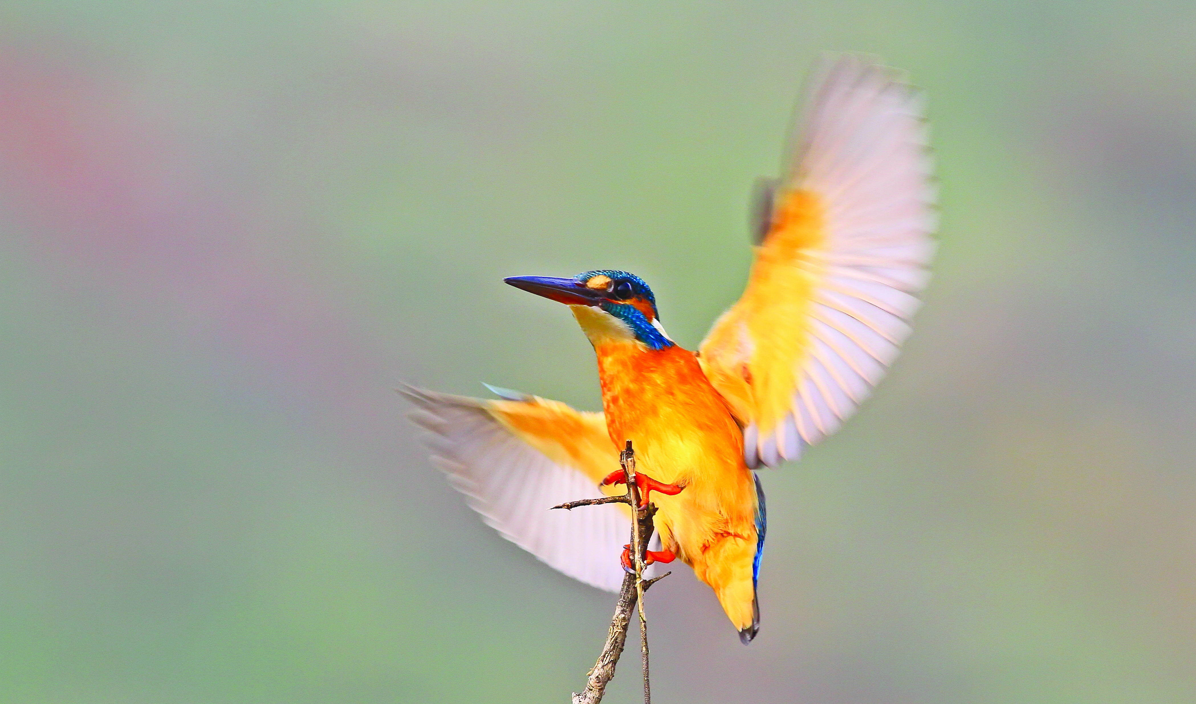 184 kuş türüne ev sahipliği yapan Dünya Mirası bir bahçe: HEVSEL