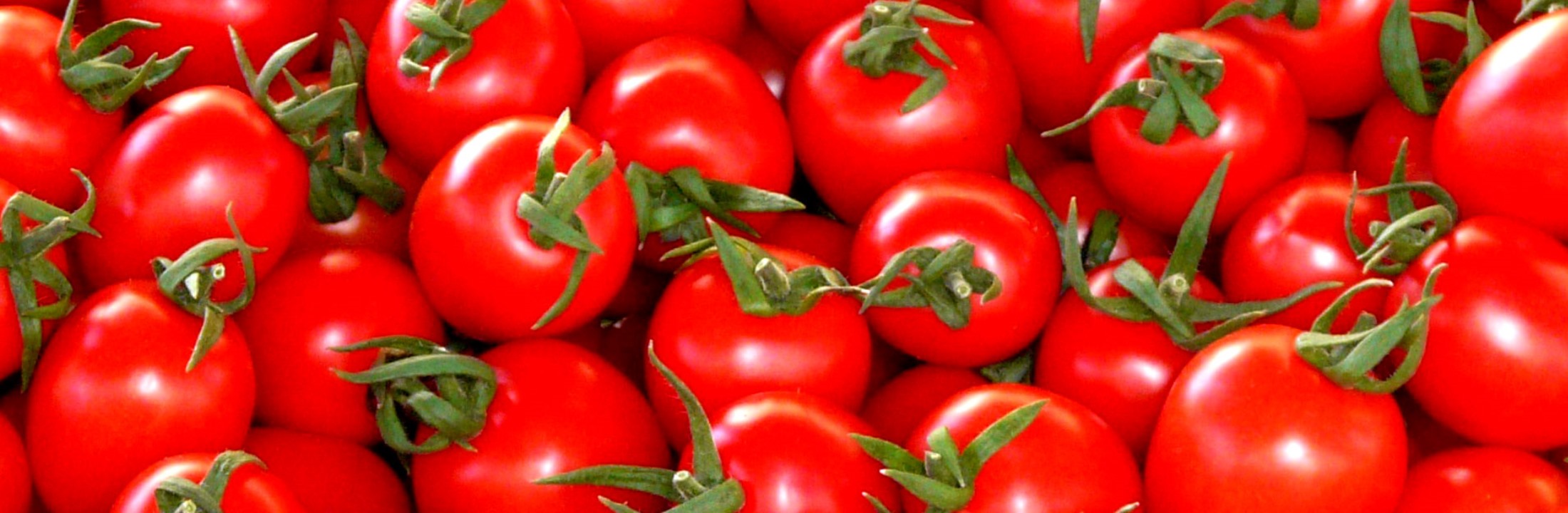 Ukrayna, 38 ton domatesi iade etti