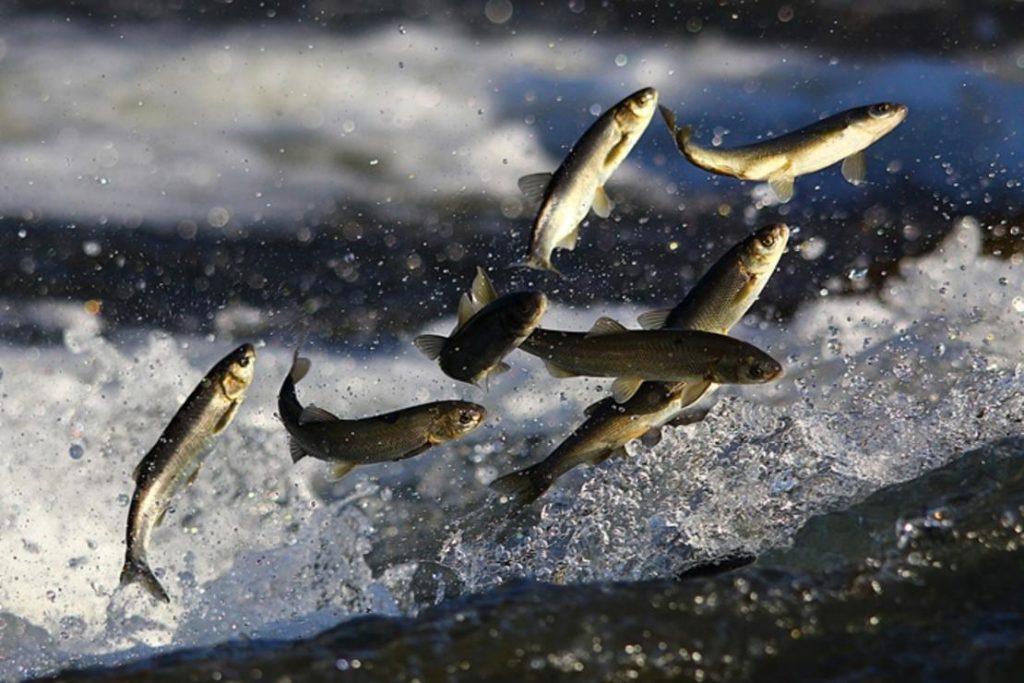 İnci kefalinin kutsal göçü…