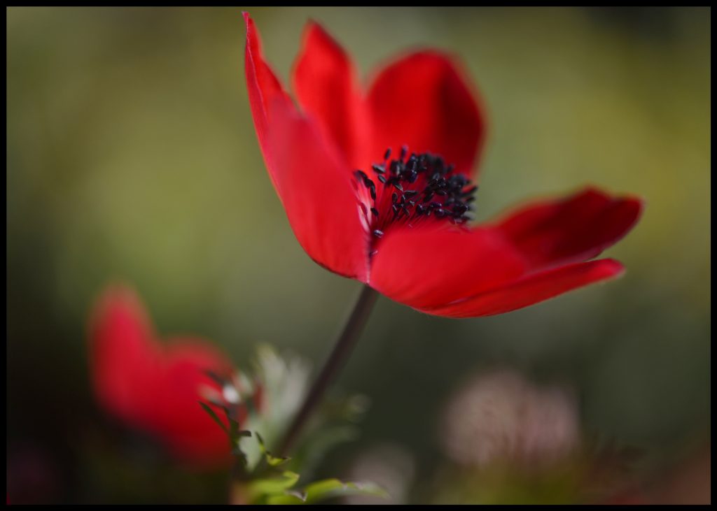 Bu çiçeği koparmanın cezası 48 bin TL