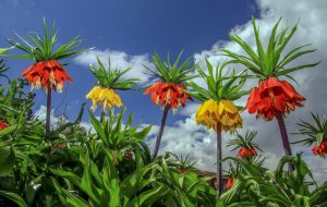Bölgenin en nadide bitkisi “Ters Lale” boy verdi…