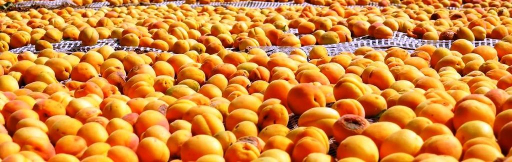 Rusya, Türkiye’den gönderilen 20 ton kayısıya el koydu!