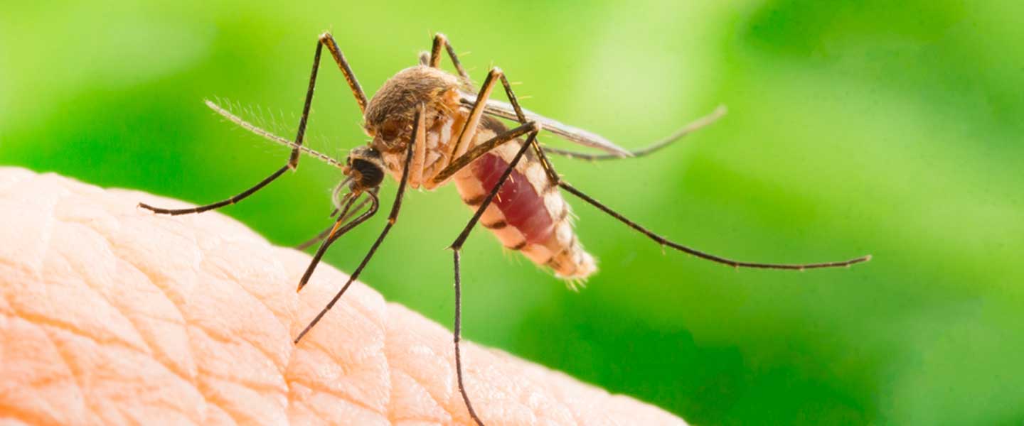Sivrisinekler en çok hangi kan grubuna gidiyor?