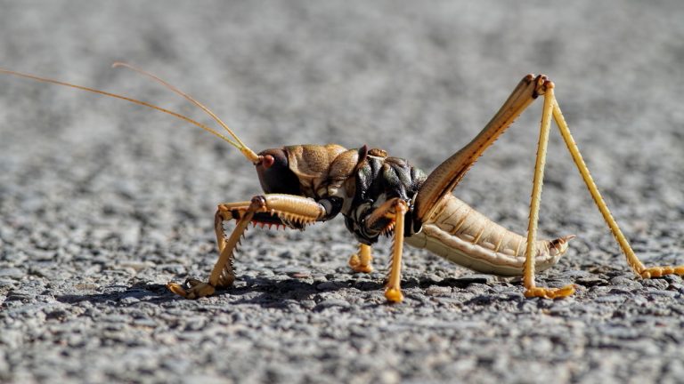 Lice’de dev çekirge istilası