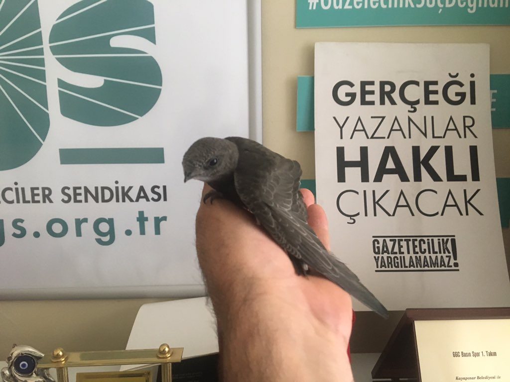Ebabil kuşu gazeteciler sendikasına kondu!