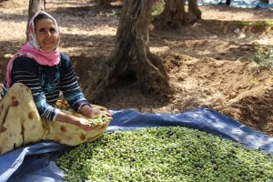Zeytin cenneti: DERİK