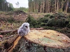 Sizin eviniz hiç yıkıldı mı; Kaz Dağı’na dokunma!