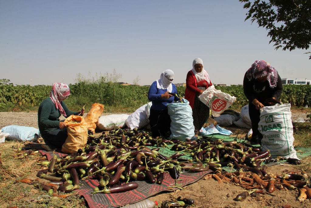 Kayyum, Bismil Belediyesi’nin kadınlara tahsis ettiği bahçeyi kapattı