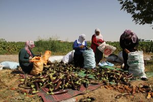 Kayyum, Bismil Belediyesi’nin kadınlara tahsis ettiği bahçeyi kapattı