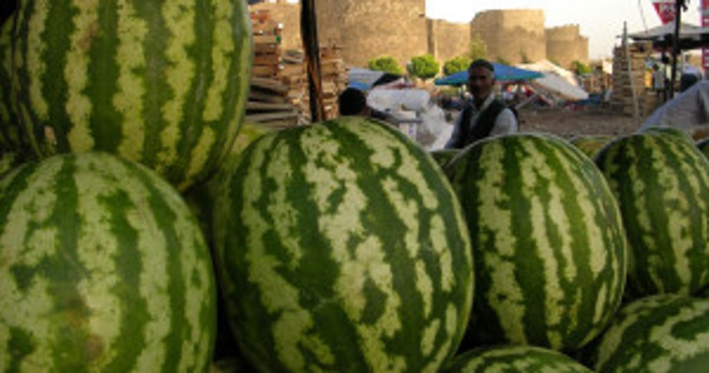 Diyarbakır’da karpuz hasadı