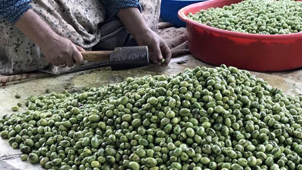 ÖZEL |  Dünyaya nam salan Derik Zeytini’nin hikayesi