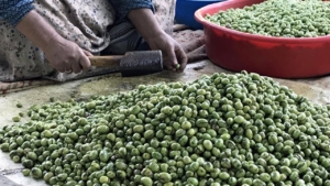 ÖZEL |  Dünyaya nam salan Derik Zeytini’nin hikayesi