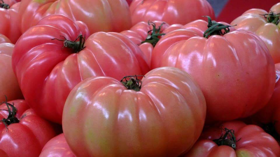 Lice Domatesi tohumları kavanozdan çıktı; Köylüler organik tarıma geçti