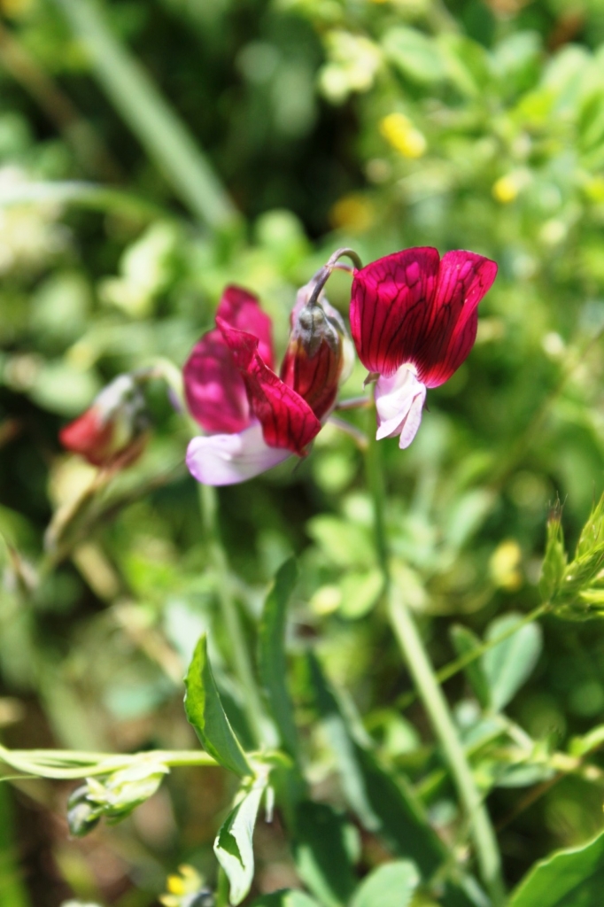 Diyarbakır endemik bitki cenneti: 20-30 bitki dünyada sadece burada yetişiyor