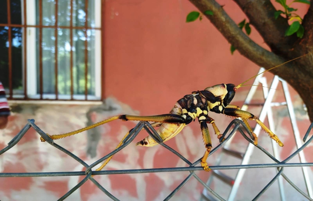 Lice’yi mesken edinen dev çekirgenin akrobasi oyunu!