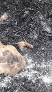 FOTO GALERİ | LİCE’DEKİ YANGINDAN GERİYE KALANLAR… ÖLEN HAYVANLAR, YUVASINI TERK EDEN KUŞLAR, YANAN MEZARLAR….