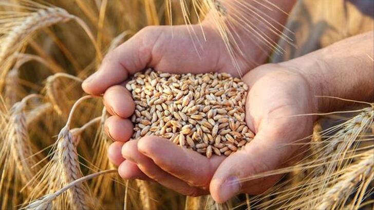 TMO, 550 bin ton buğday aldı
