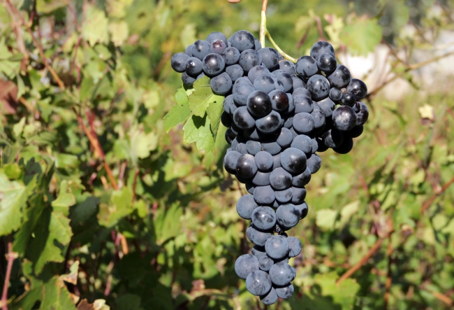 Erciş Üzümü resmen tescillendi