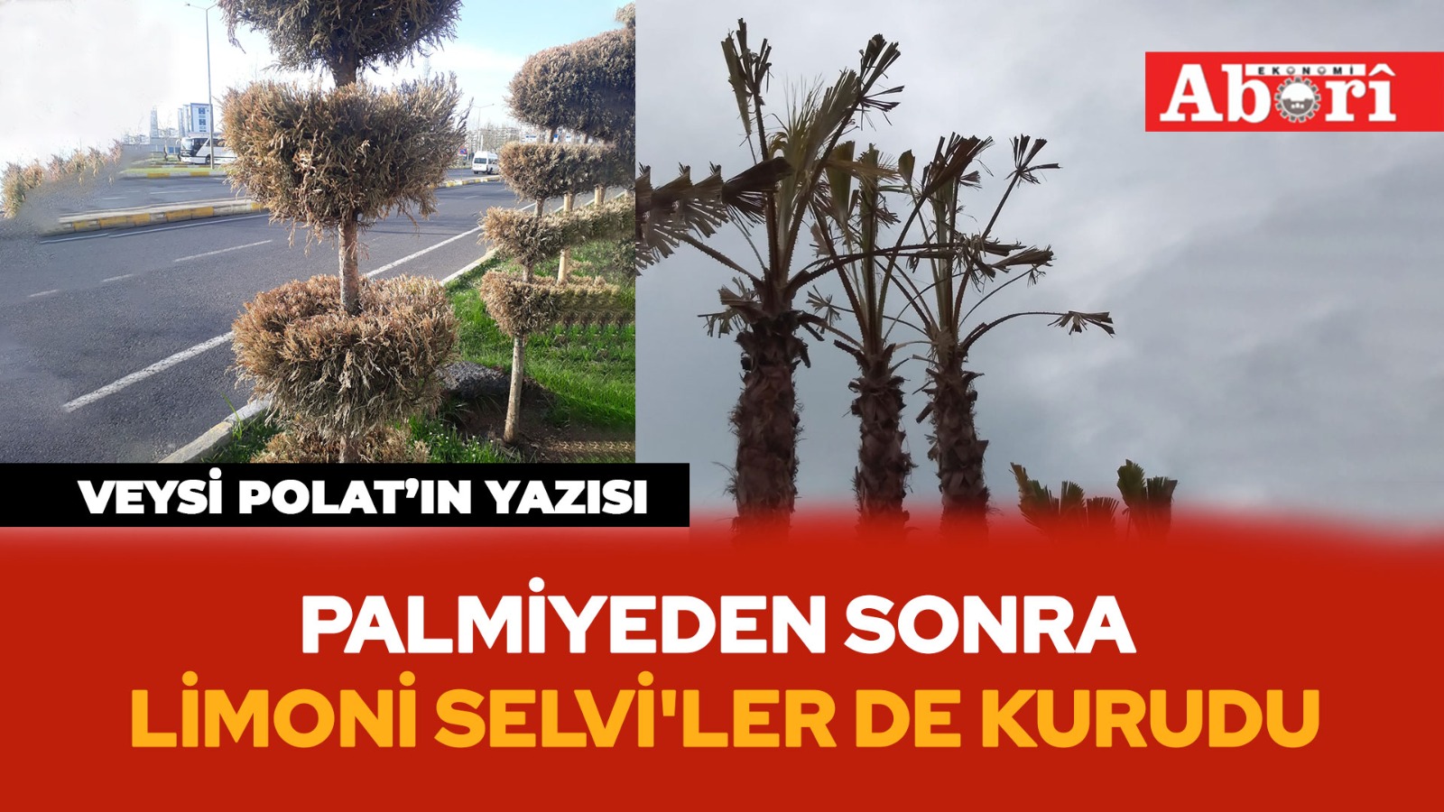 Diyarbakır’da iklime uygun olmayan ağaçlar kuruyor