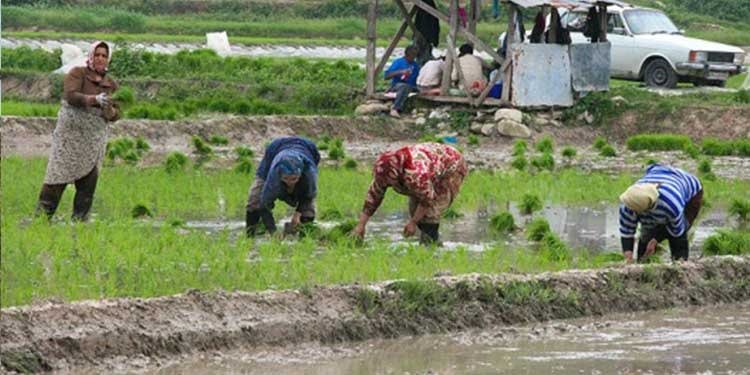 Çalışan 4 kadından 1’i tarım sektöründe
