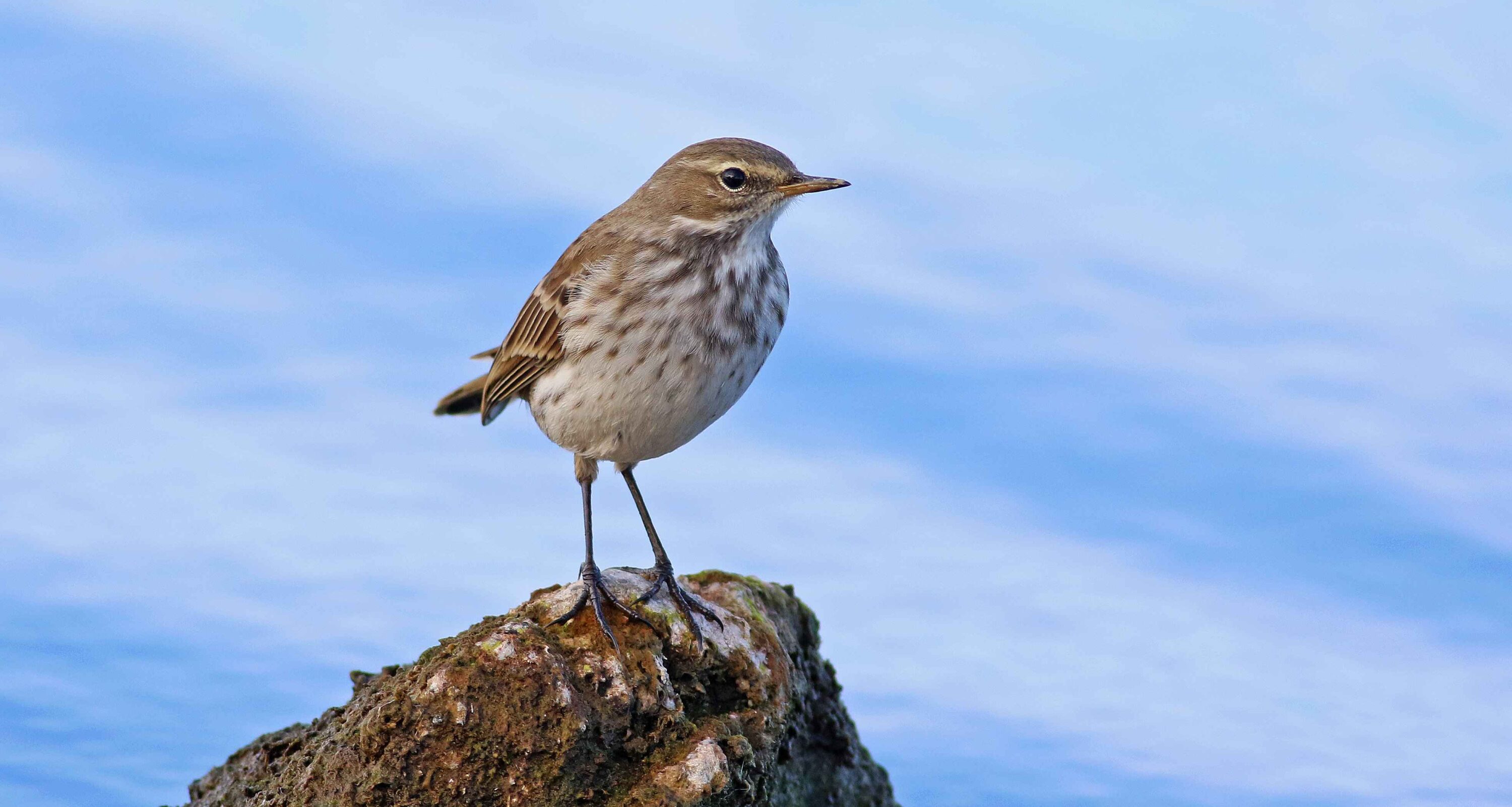 Dağ incir kuşu Diyarbakır’da
