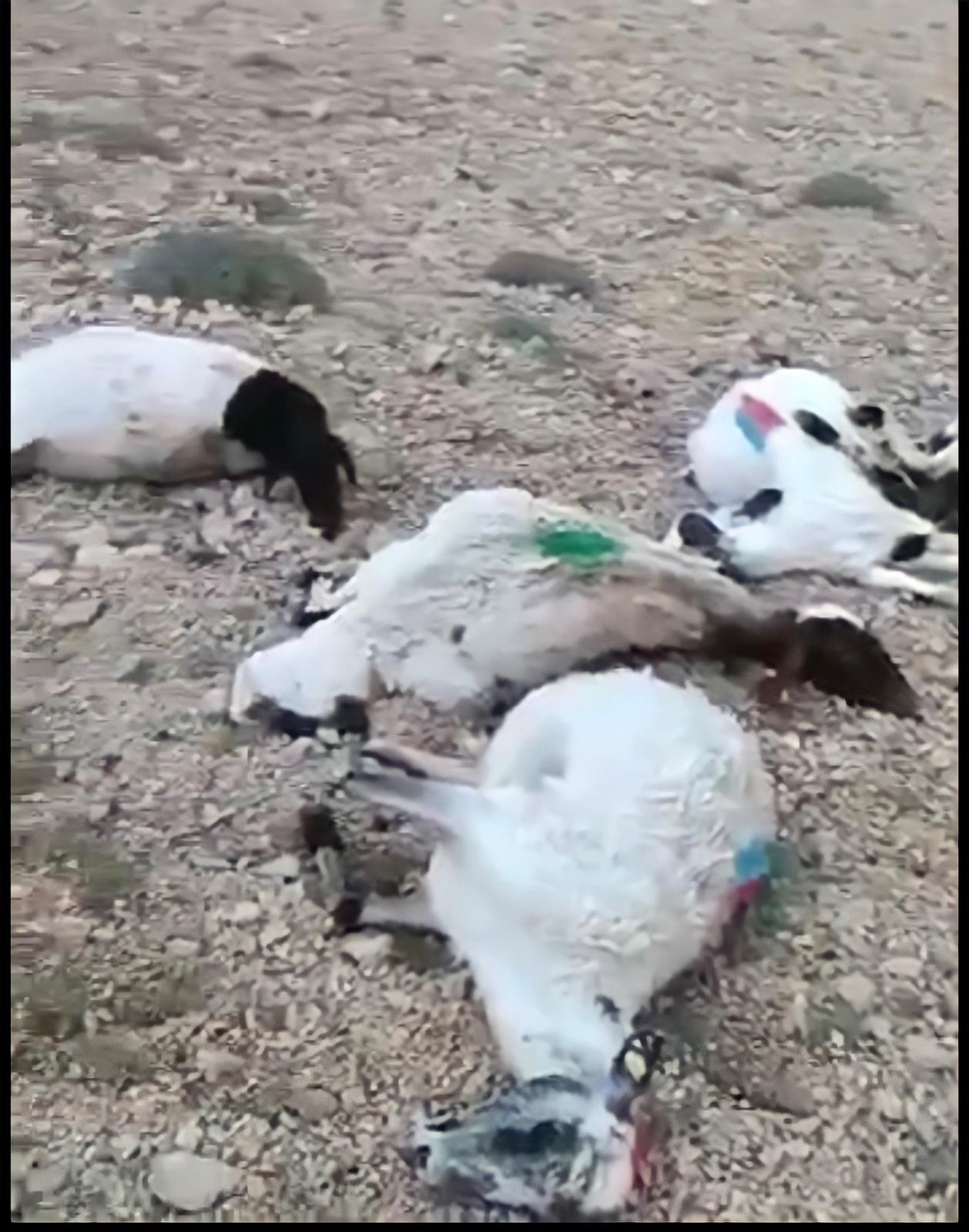 VİDEO |  Van’a yıldırım düştü; 1 çoban yaralandı, 63 koyun telef oldu