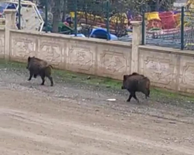 Diyarbakır’da şehre inen domuzlar doğaya salındı