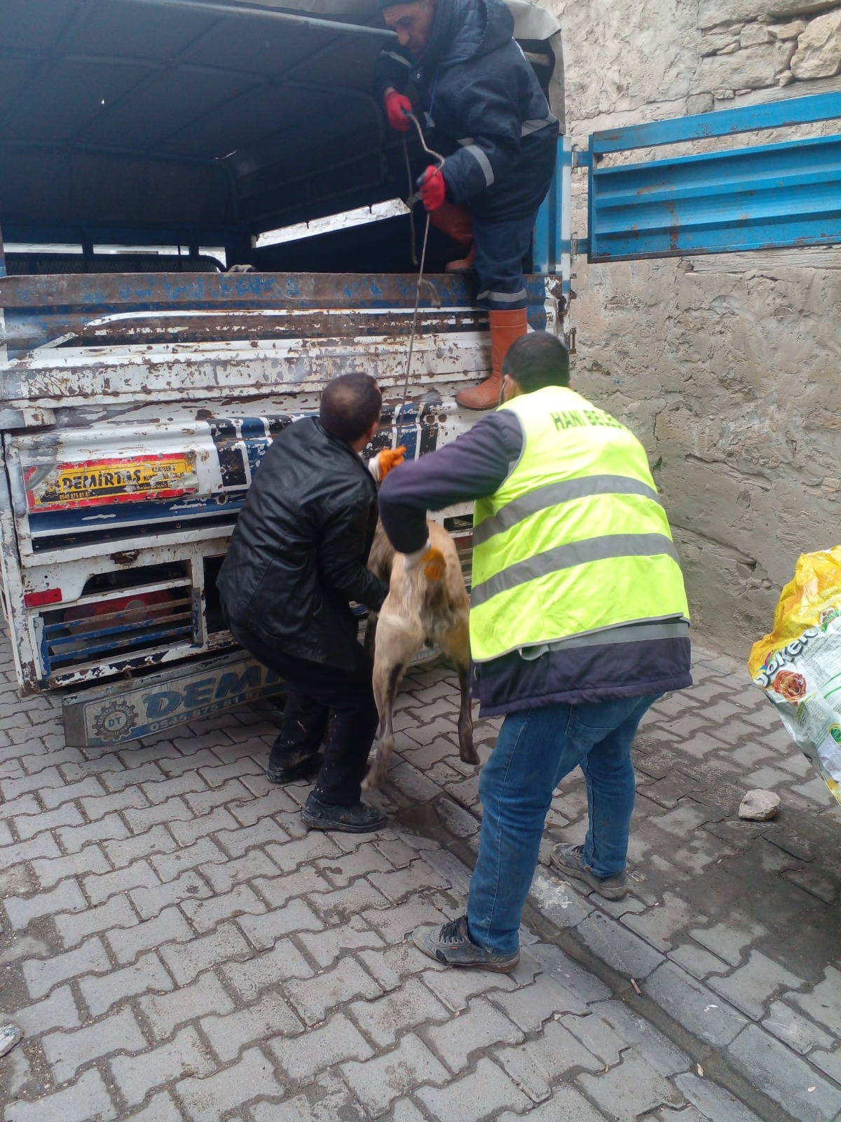 Hani’de sokak köpeği seferberliği