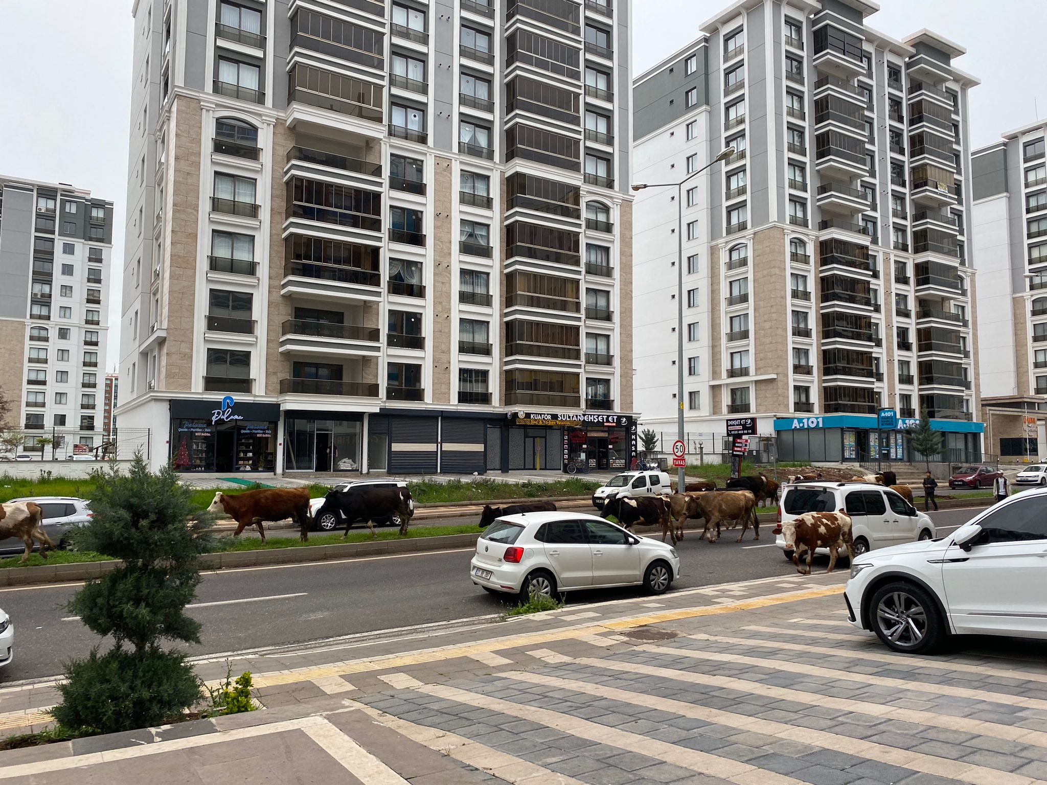 Diyarbakır’da milyonluk lüks sitelerin önünde otluyorlar