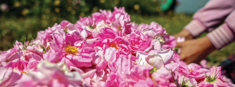 “Gül Cenneti” Isparta’da hasat başladı