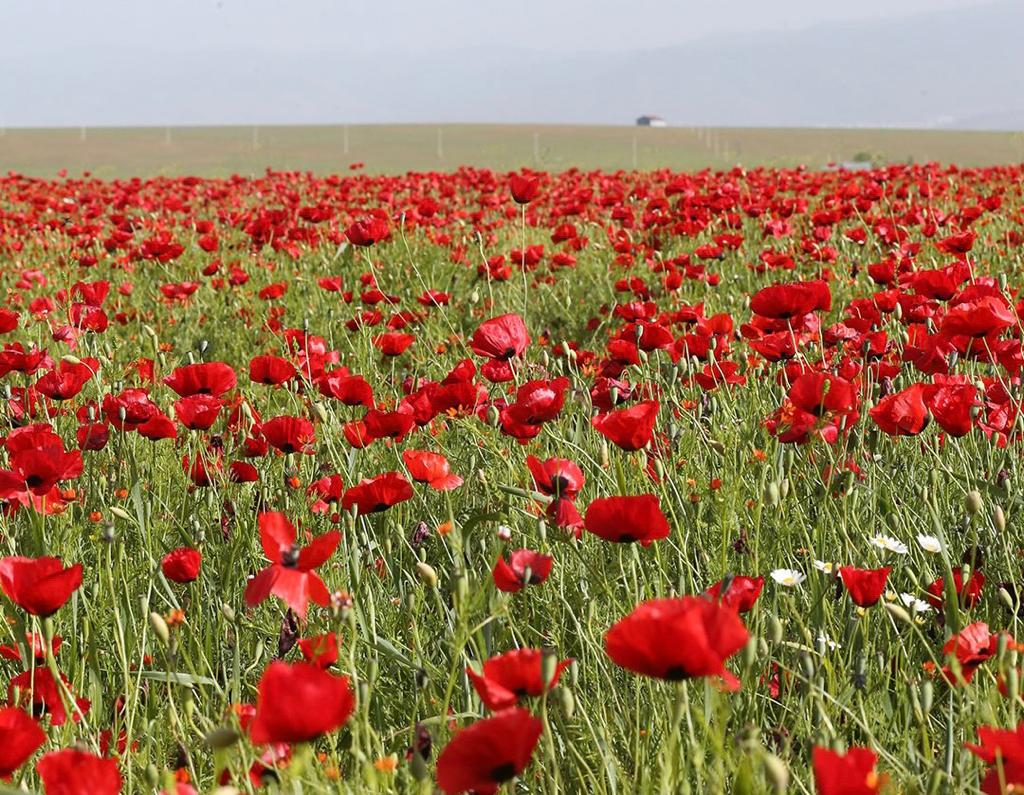 Muş’ta görsel şölen; Toprak gelinliğini giydi!…