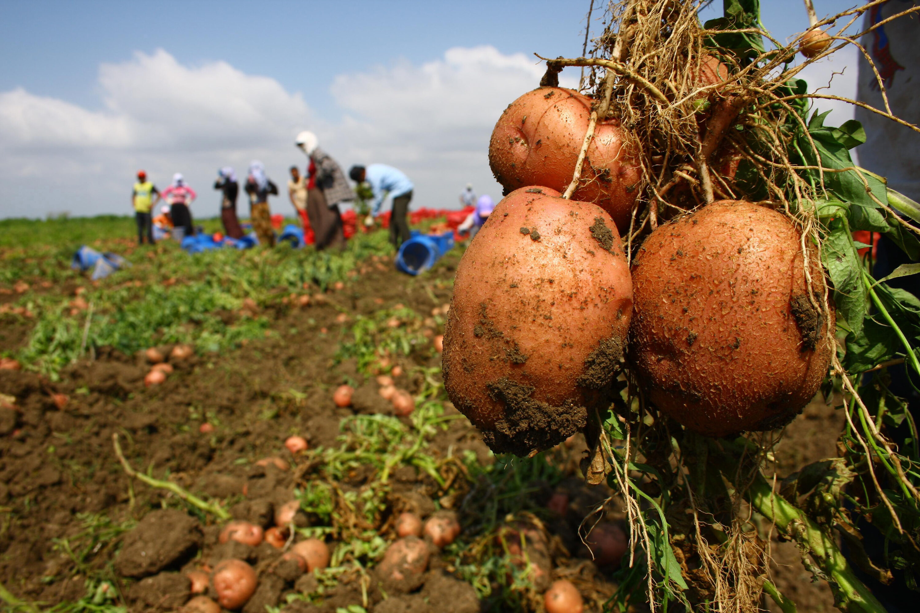 Diyarbakır’ın verimli arazisi patates üretim merkezi oldu