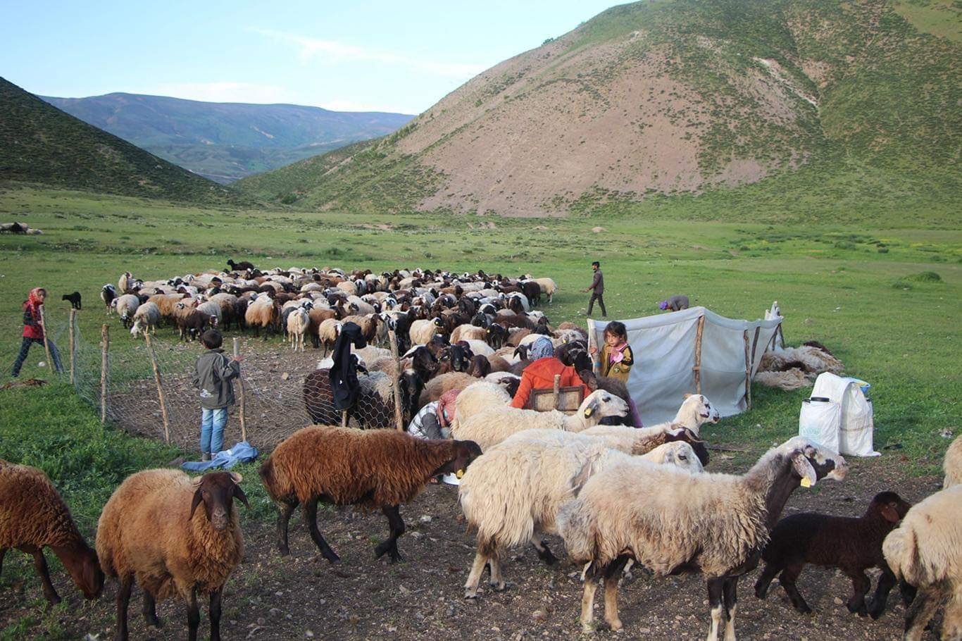 Koçerlerin yayla yolculuğu başladı