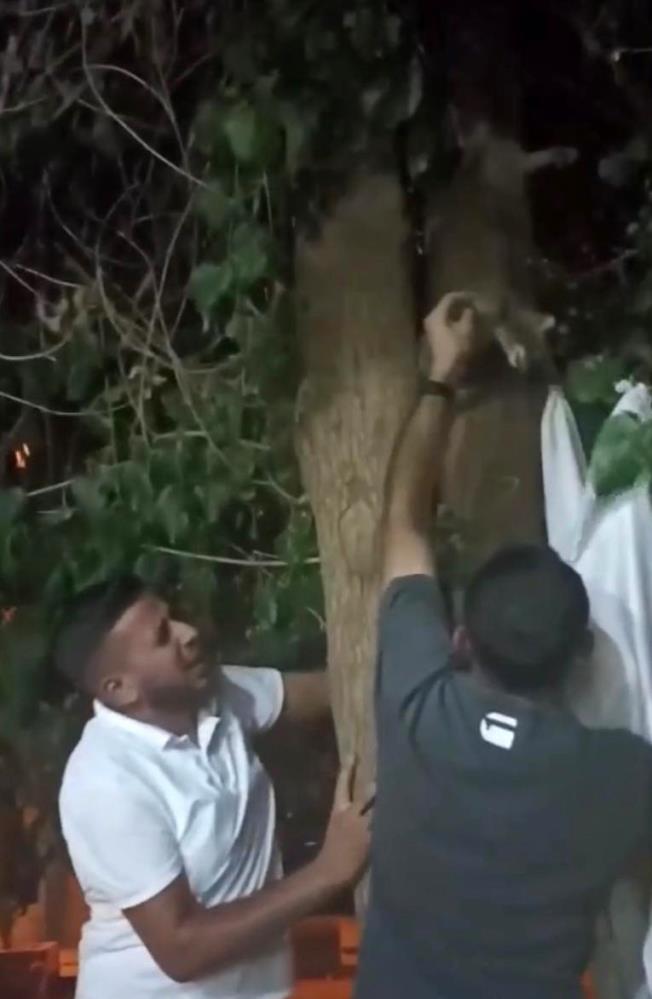 Diyarbakır’da ağaçta sıkışan kedi vatandaşlar tarafından kurtarıldı
