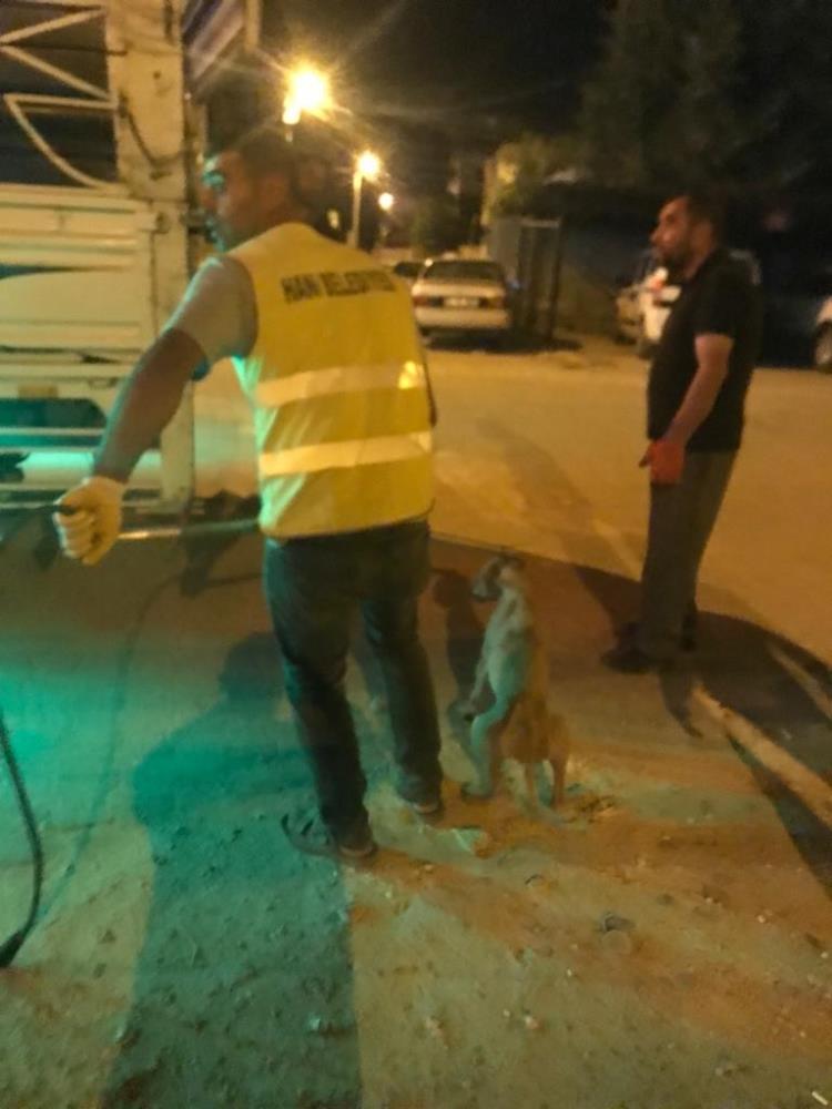 Diyarbakır’da hastalıklı köpekler barınağa götürüldü