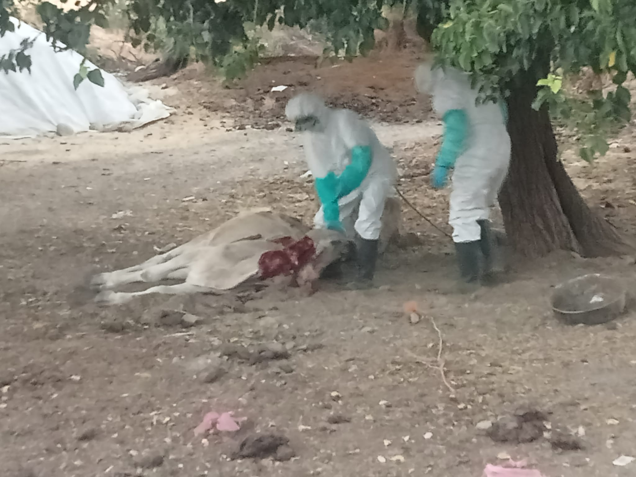 Diyarbakır’da kuduz paniği