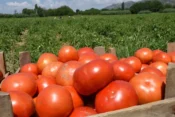 Cilo Dağı’nda domates hasadı