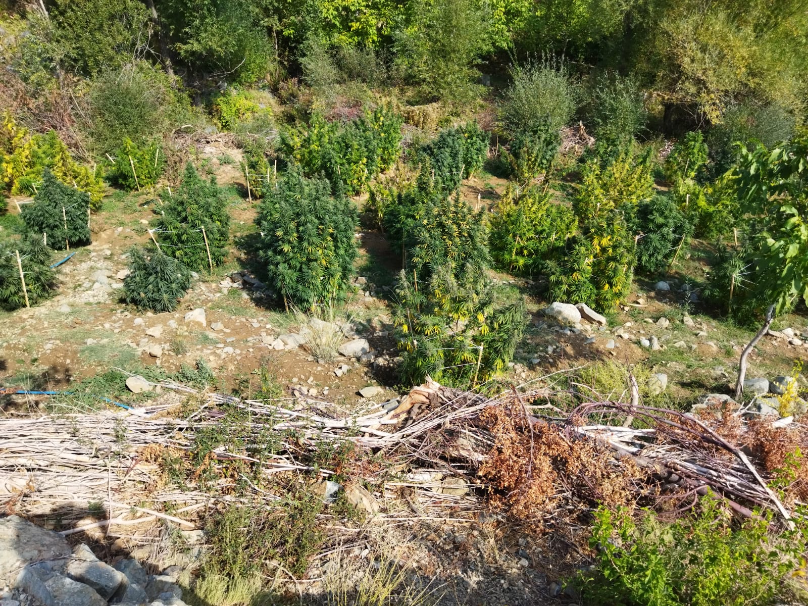 Lice’de uyuşturucu operasyonu