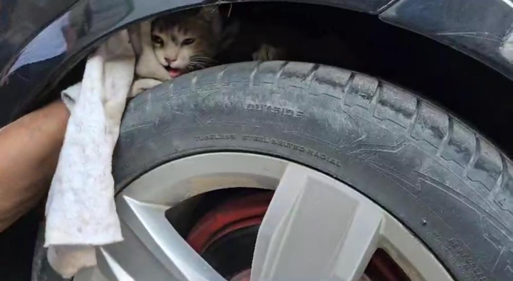 Diyarbakır’da kedi kurtarma operasyonu
