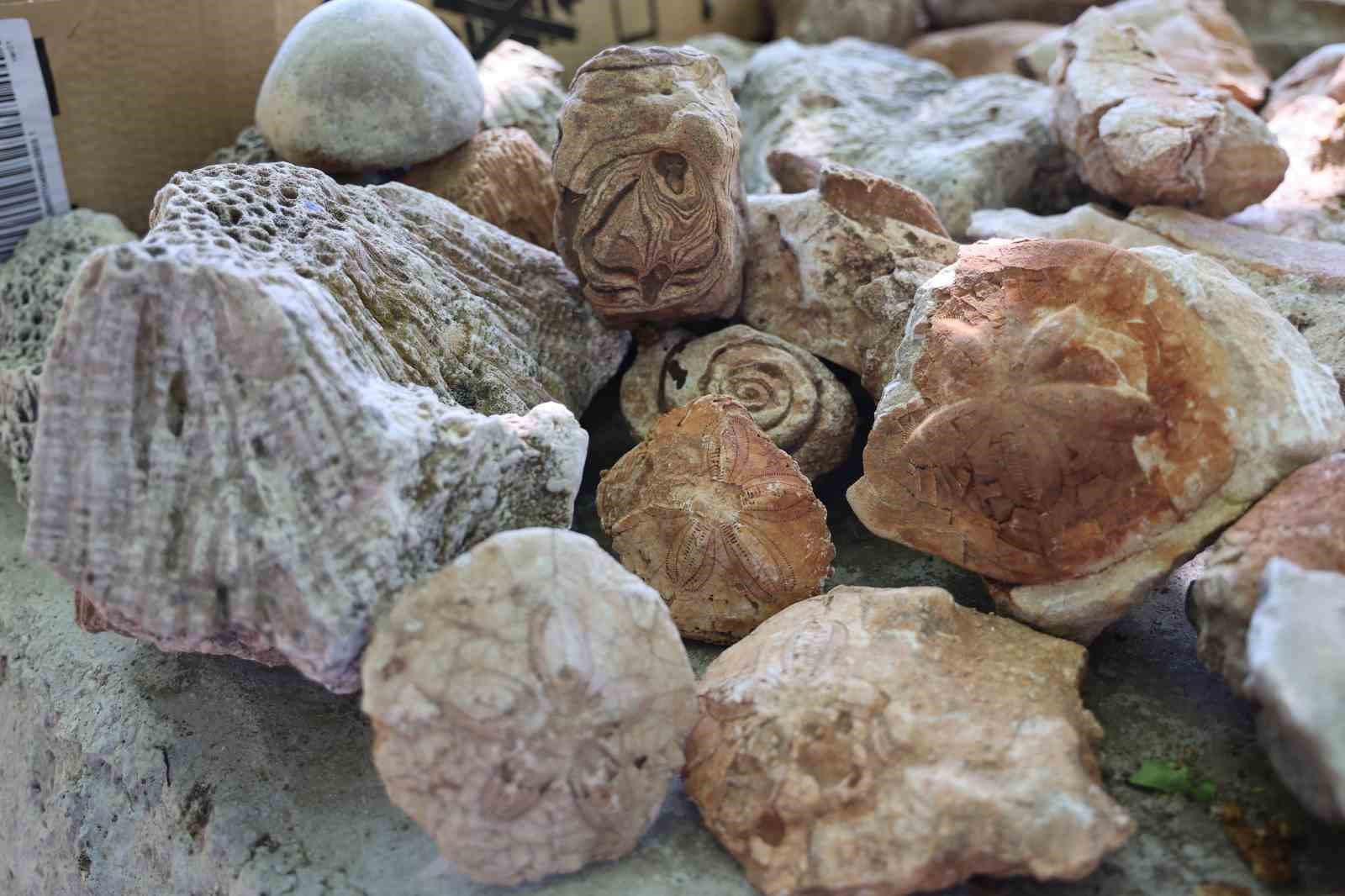 Diyarbakır’da okul müdürü 350 milyon yıllık denizyıldızı fosillerini sergiliyor