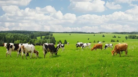 Diyarbakır’da bir ailenin 5 ineği çalındı