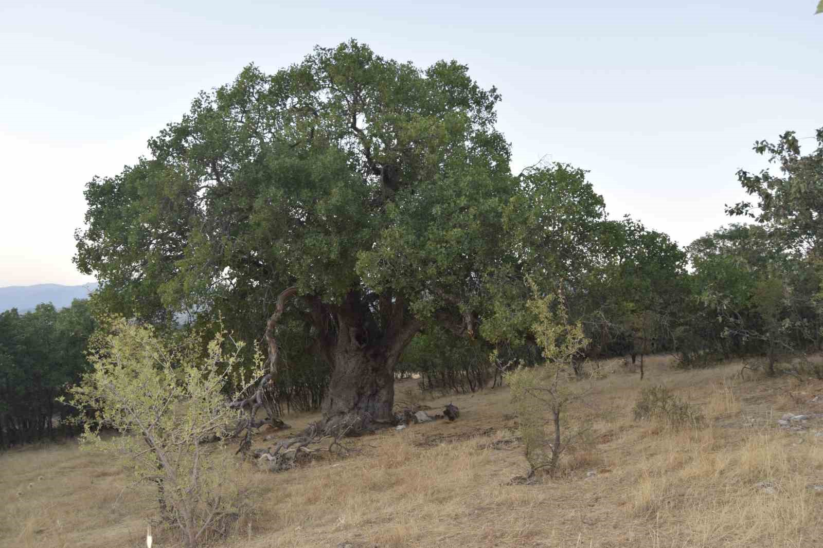 Diyarbakır’da bin yıllık bıttım ağacının anıt olarak tescillenmesi isteniyor