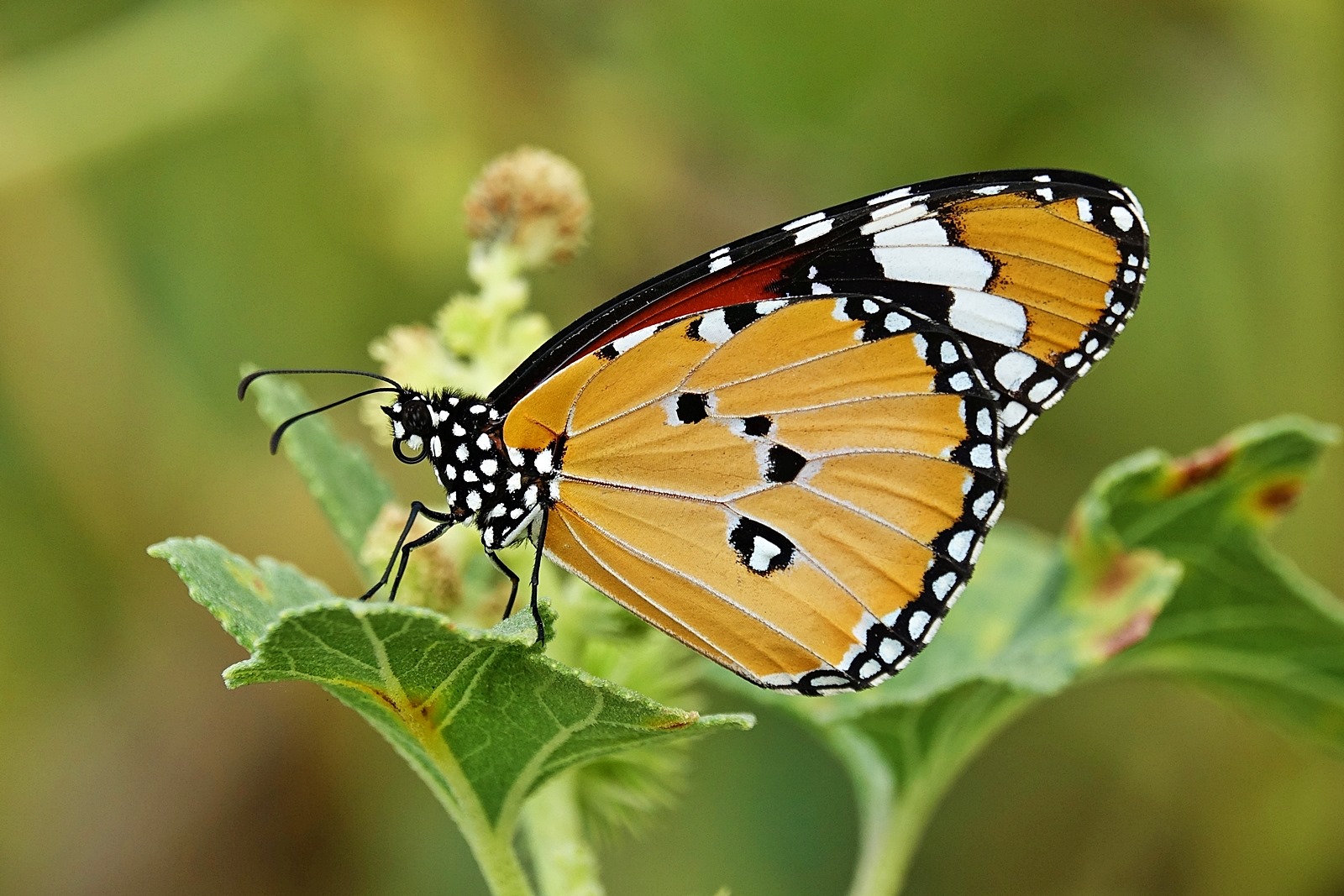 Afrika’dan Diyarbakır’a uzanan yolculuk
