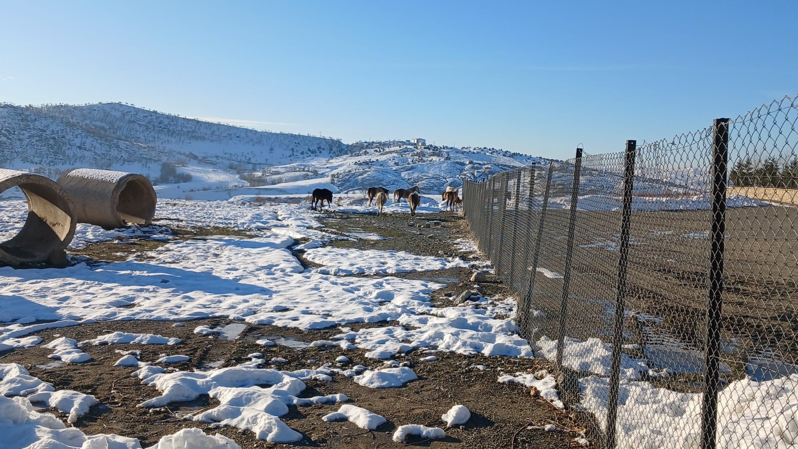 Diyarbakır’da yaban atları ilçe merkezine indi