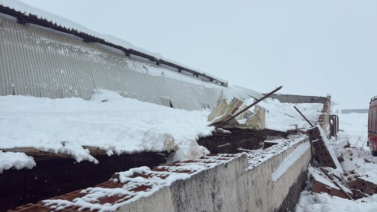 Diyarbakır’da kar felaketi ahırı mezara çevirdi