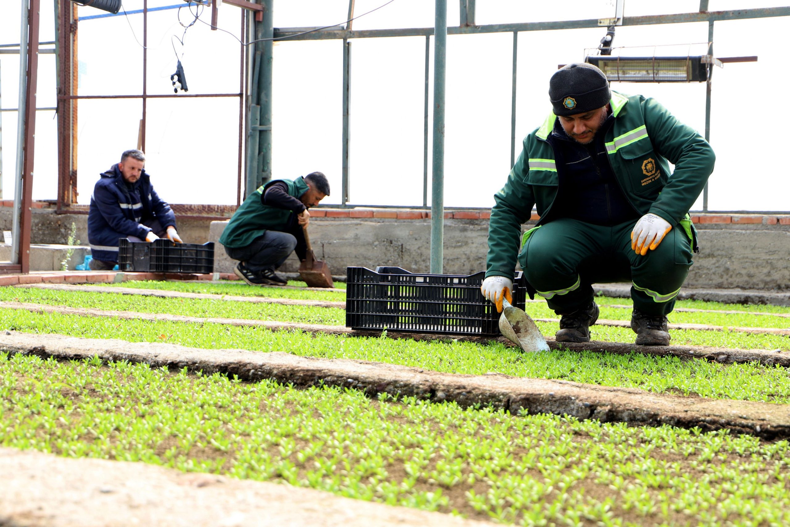 Diyarbakır, Çin karanfilleriyle renklenecek
