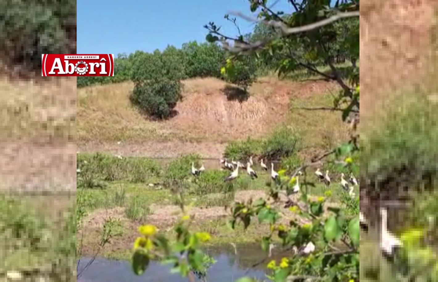 Diyarbakır’da leylekler yeni rota belirledi